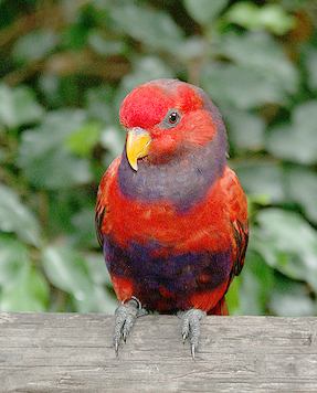 birdgarden3
