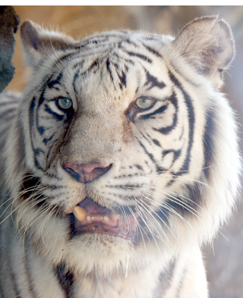 jungalatiger3