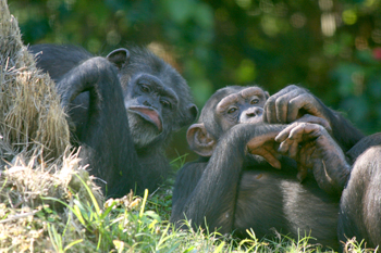 myombechimp