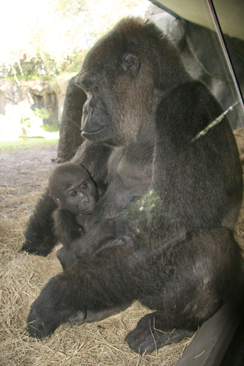 myombegorilla2