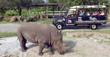 rhino-rally