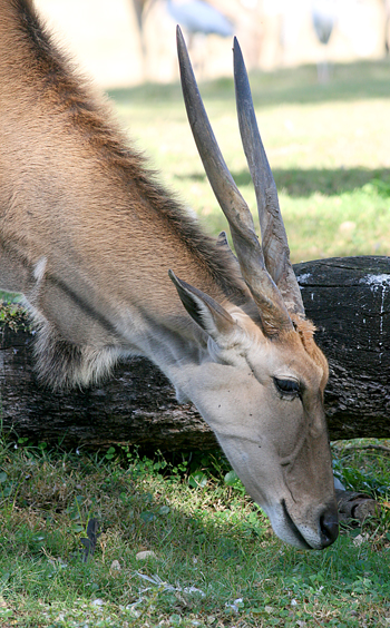 serengetionyx