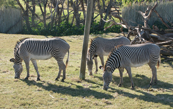 serengetizebra