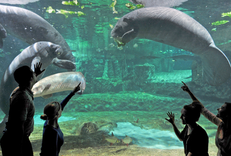 manatee-seaworld
