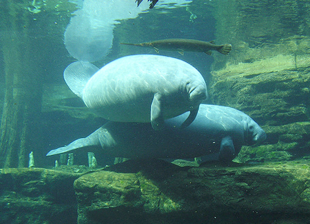manatee3