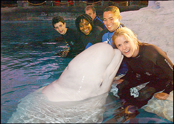 swbeluga
