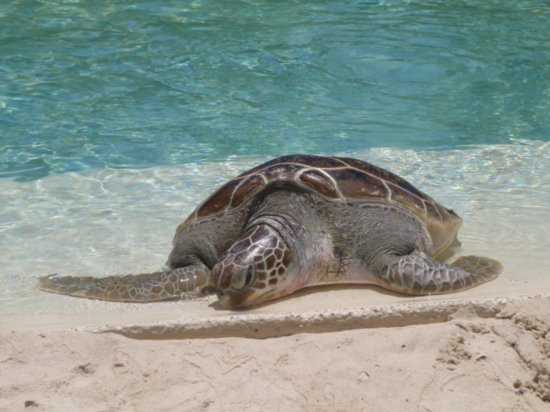 turtle