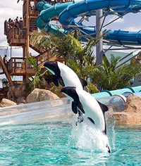 aquatica