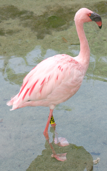 flamingo