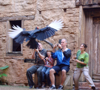 flights-of-wonder