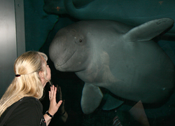beluga