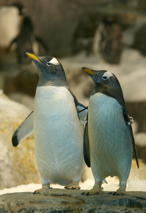 penguin
