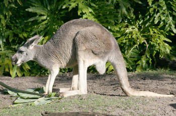 kangaroo